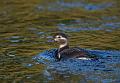 Havelle - Long-tailed duck (Clangula hyemalis) juv
